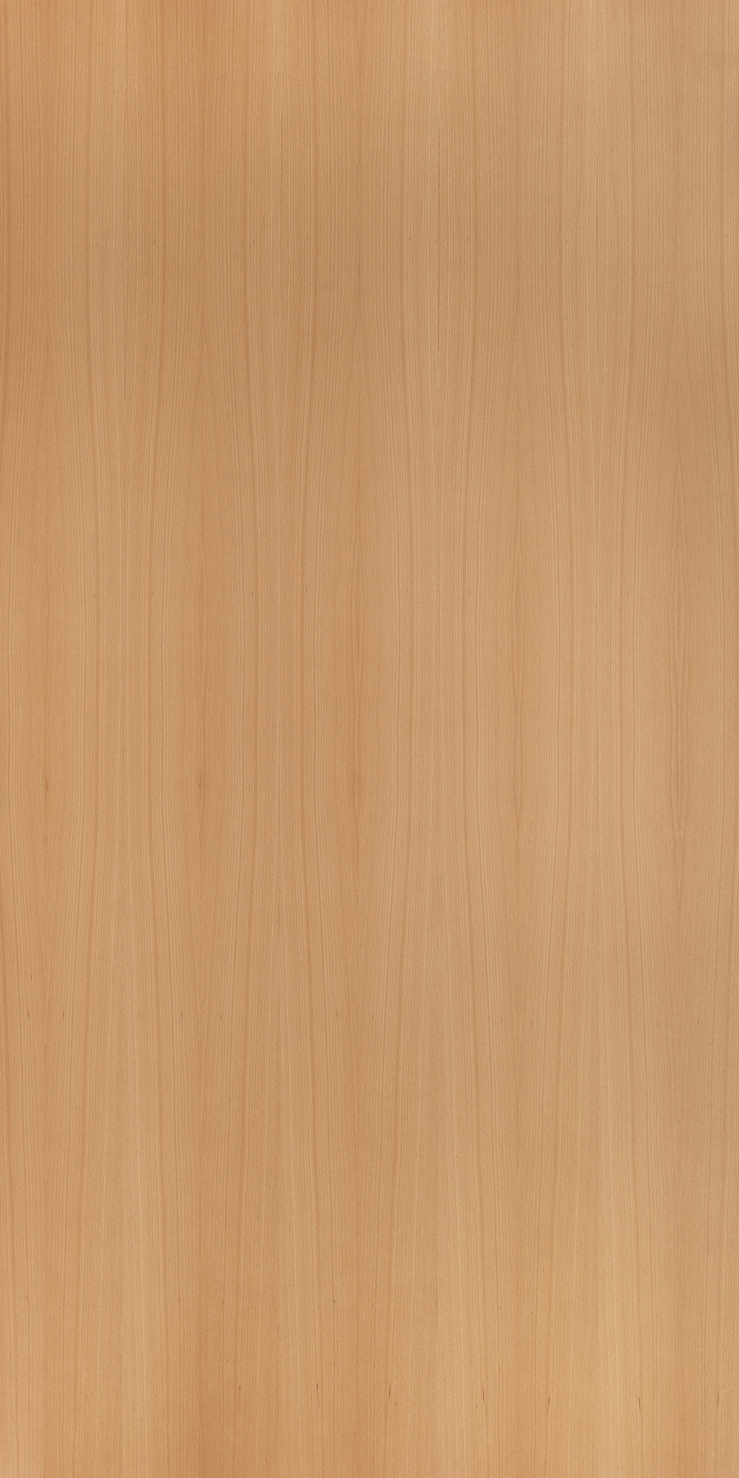 European Beech Quarter Cut