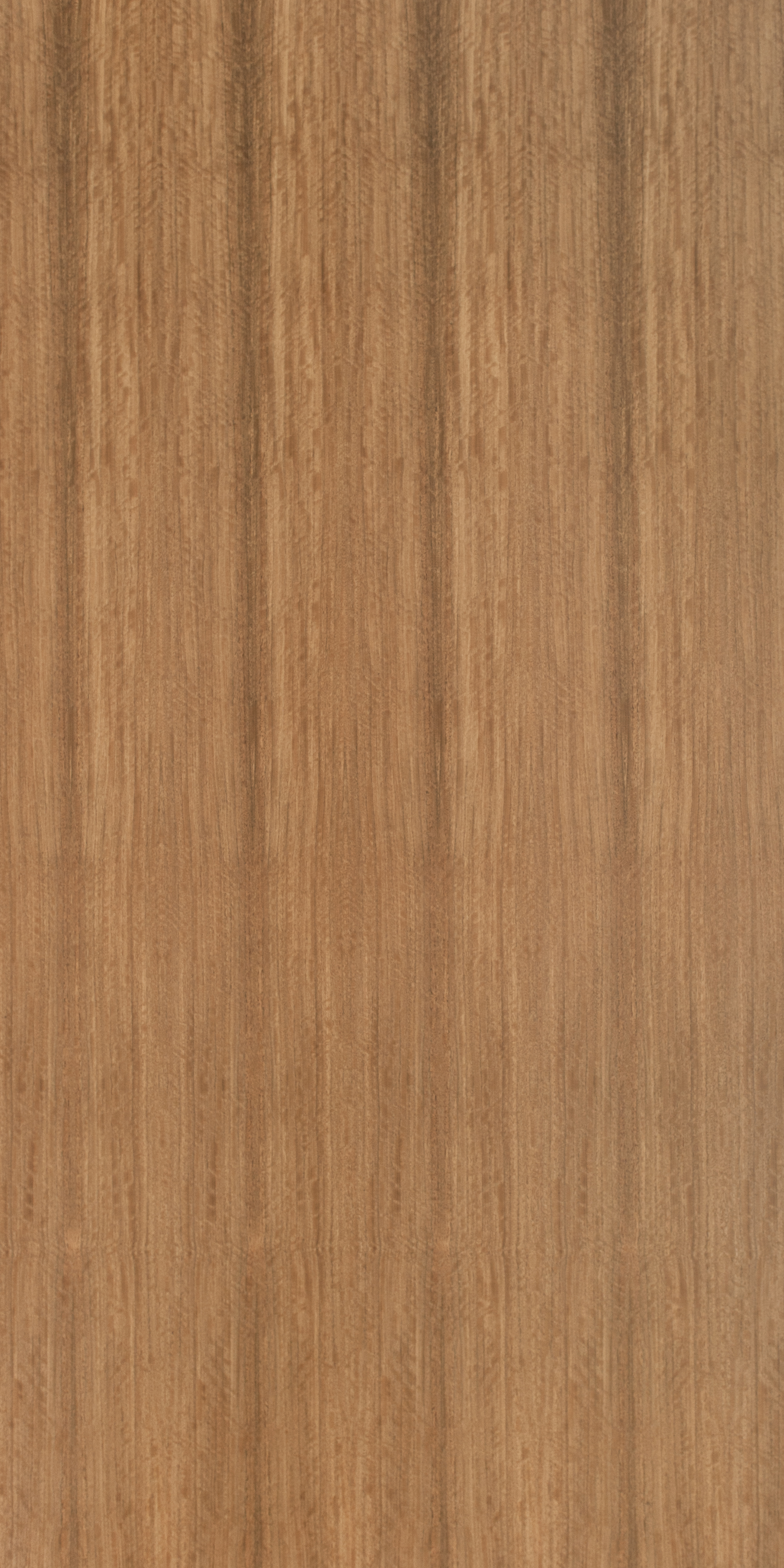 Spotted Gum Quarter Cut