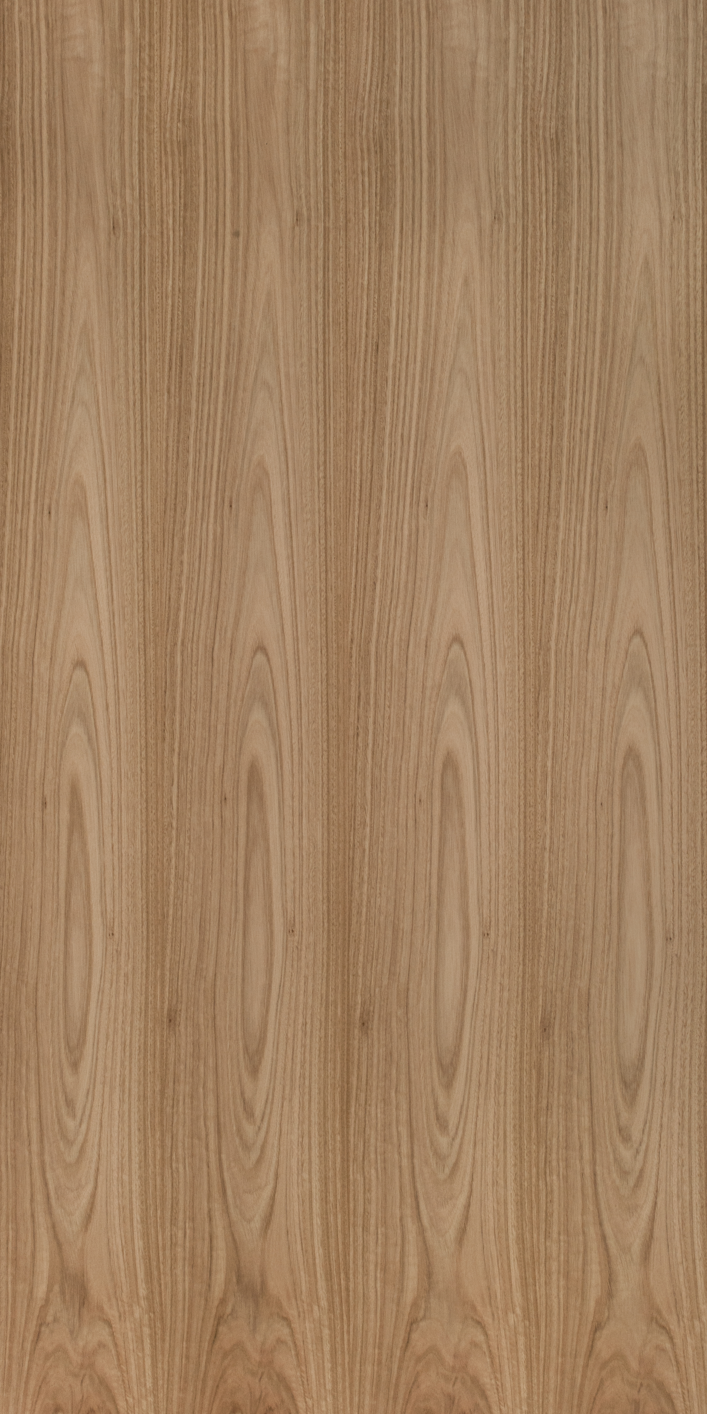 Eucalyptus Oak Crown Cut