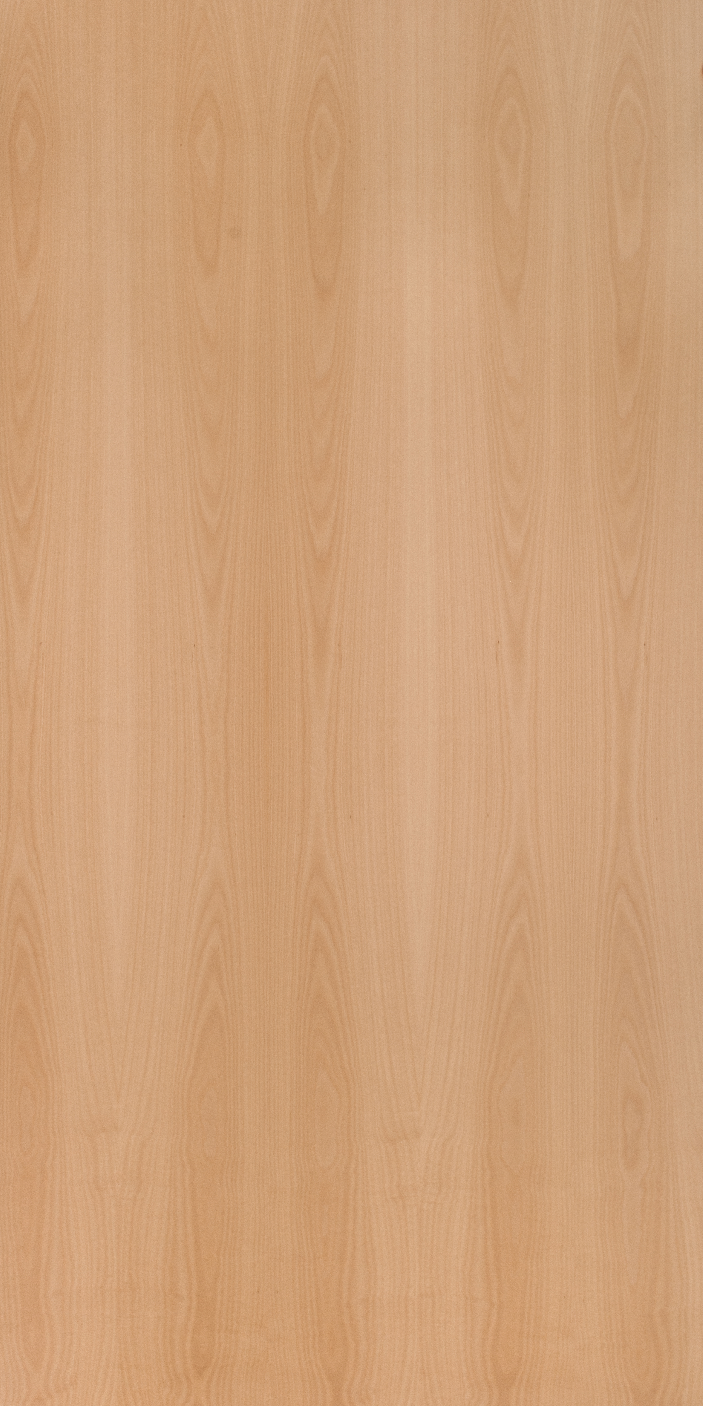 European Beech Crown Cut